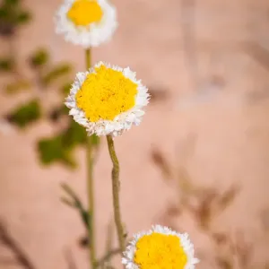 Three bright yellow and white desert daisies Three bright yellow and white desert daisies
