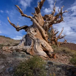 Bristle cone at white mountain