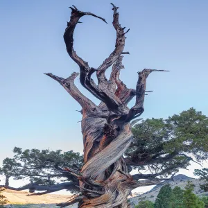 Bristlecone tree