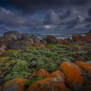 British Admiral Beach Print, King Island Tasmania British Admiral Beach Print, King Island Tasmania
