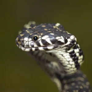 Broad-Headed Snake (Hoplocephalus bungaroides) Broad-Headed Snake (Hoplocephalus bungaroides)