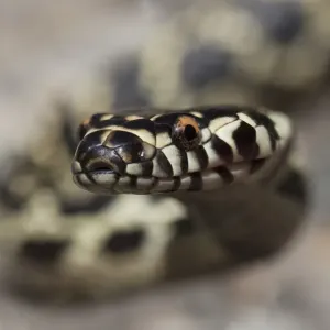 Broad-headed snake (Hoplocephalus bungaroides) Broad-headed snake (Hoplocephalus bungaroides)
