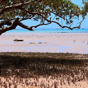 Broom Mangrove View