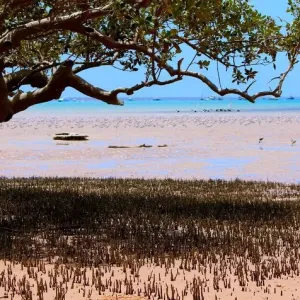 Broom Mangrove View