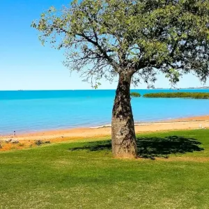 Broome Boab