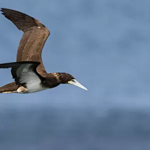Brown booby, Hervey Bay, Australia