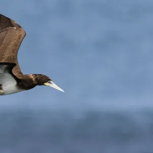 Brown booby, Hervey Bay, Australia