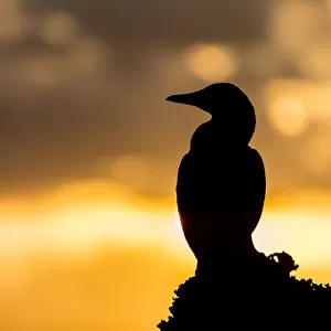 Brown Booby Sunrise
