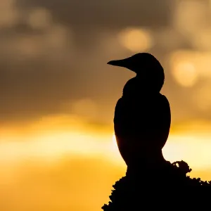 Brown Booby Sunrise Brown Booby Sunrise