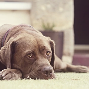 Brown dog lying on grass