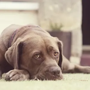 Brown dog lying on grass Brown dog lying on grass