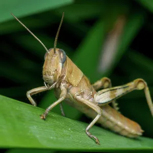 Brown grasshopper perched on green leaf in natural habitat Brown grasshopper perched on green leaf in natural habitat