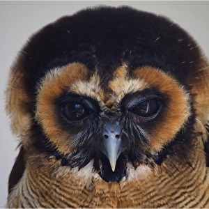 Brown Owl face portrait