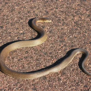 Brown Snake Print from Australian Views