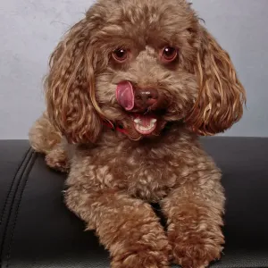 Brown Toy Poodle Print on Gray Background Brown Toy Poodle Print on Gray Background