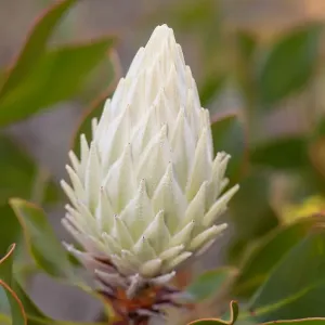Fleur de roi blanc Protea.