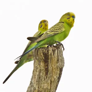 Budgies at the Degrey River Budgies at the Degrey River