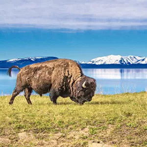 Buffalo grasing in Yellowstone National Park
