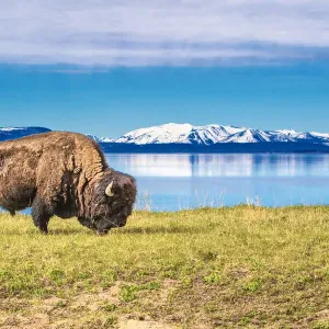 Bison grazen im Yellowstone Nationalpark