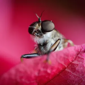 Bug eye view Bug eye view