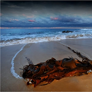 Bull Kelp stranded on the beach at Skenes Creek, south west Victoria, Australia