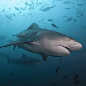 Bull Shark Print with School of Fish at Beqa Lagoon Fiji