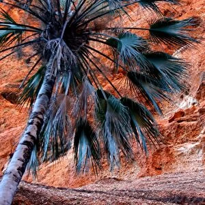 Bungle palm
