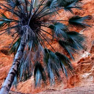 Bungle palm Bungle palm