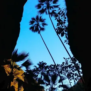Bungle Palms Bungle Palms