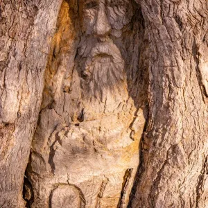 Burke and Wills Face Tree Print Burke and Wills Face Tree Print