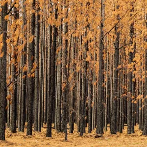 Burnt Pine trees in a pine tree plantation with brown leaves and black trunks