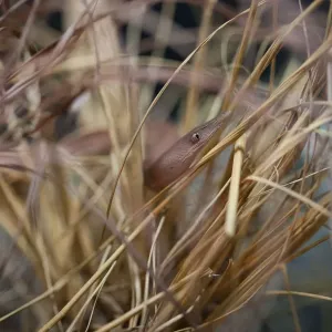 Burtons Legless Lizard