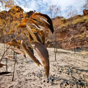 After the Bush Fire Kununurra WA After the Bush Fire Kununurra WA