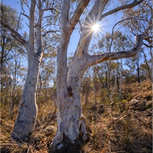Bushland on Mount Ainslie, Canberra, ACT, Australia