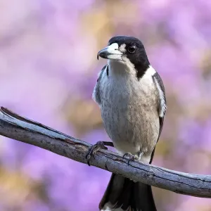 Butcher Bird Print on Purple Jacaranda Branch