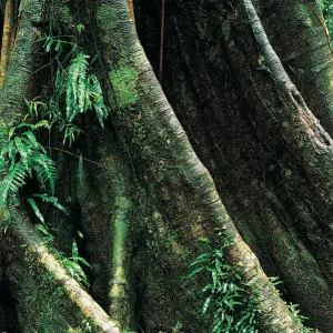 Butresses of giant rainforest tree, Dorrigo National Park, New South Wales, Australia Butresses of giant rainforest tree, Dorrigo National Park, New South Wales, Australia