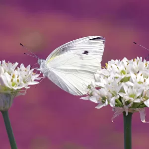 Two butterflies sucking nectar in parallel