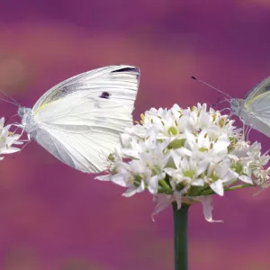 Two butterflies sucking nectar in parallel