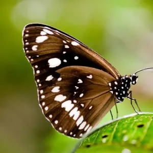 butterfly butterfly