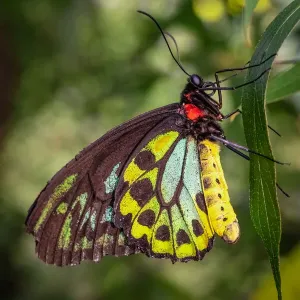 Butterfly close-up