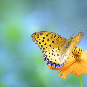 A butterfly on a yellow cosmos