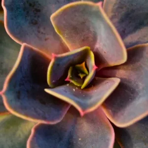 Cacti Close up