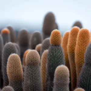 Cacti of GalAapagos Cacti of GalAapagos