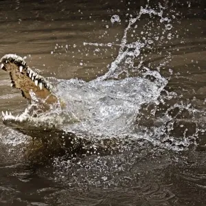 Caiman. Cape Tribulation, Australia Caiman. Cape Tribulation, Australia