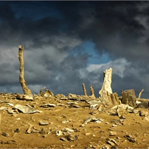 Calcified forest
