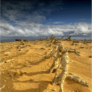 The Calcified forest, in the Seal rocks Nature reserve, King Island, Bass Strait, Tasmania