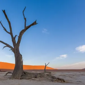 Camel Thorn Trees at Deadvlei near Sossusvlei during sunset over dunes, Namibia, Africa