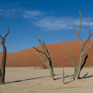 Kamelthornbäume bei Deadvlei in der Nähe von Sossusvlei während des Sonnenuntergangs über Dünen, Namibia, Afrika.