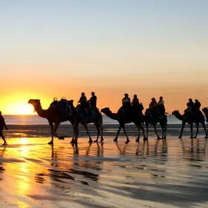 camel train camel train