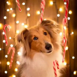 Navidad de palo de azúcar